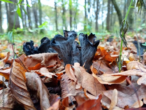 A group of black chanterelles grows in a fallen leaf in the middle of the forest. Autumn progeny. Collection of edible mushrooms in the forest in autumn.