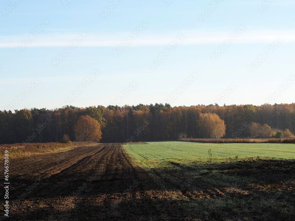 Autumn fields near the forest