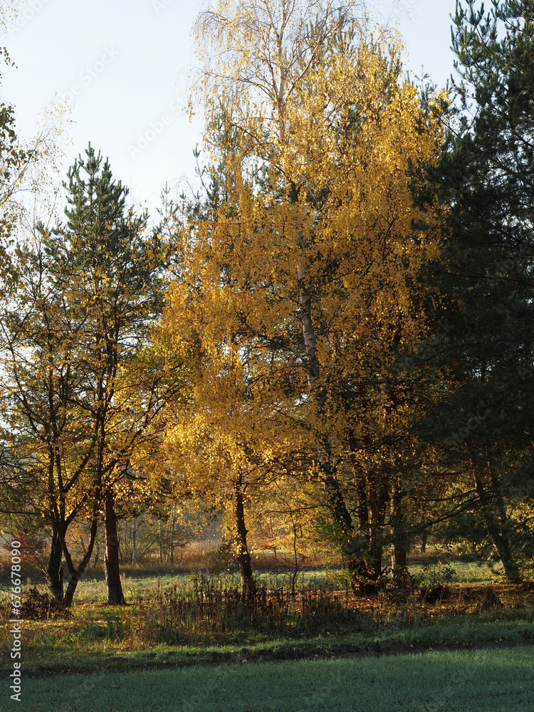 Autumn birch forests