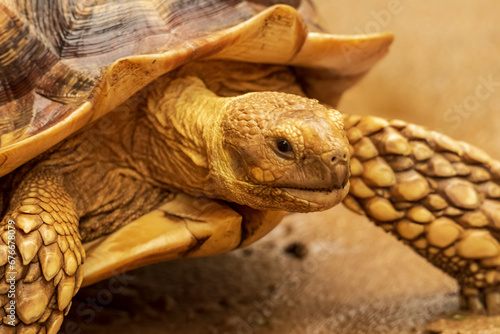 Shot of a sulcata tortoise with a very cool bokeh background suitable for use as wallpaper, animal education, image editing material and so on. photo