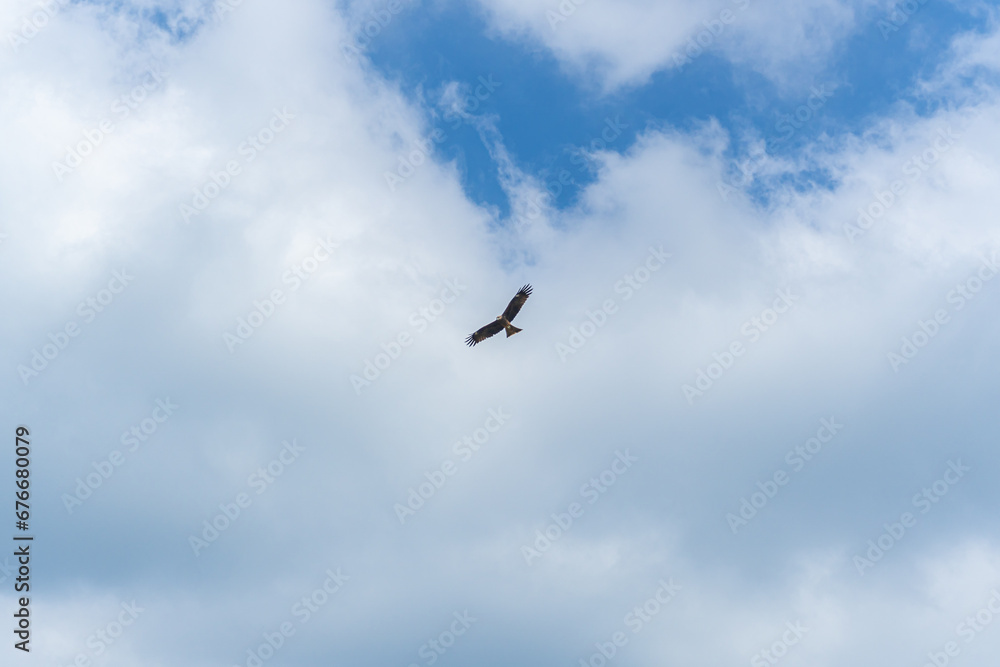 A red-tailed hawk flying in the cloudy blue sky.