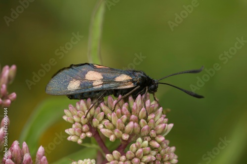 Closeup on a worn Five-spot burnet moth, Zygaena trifolii, sitting on pink flower buds