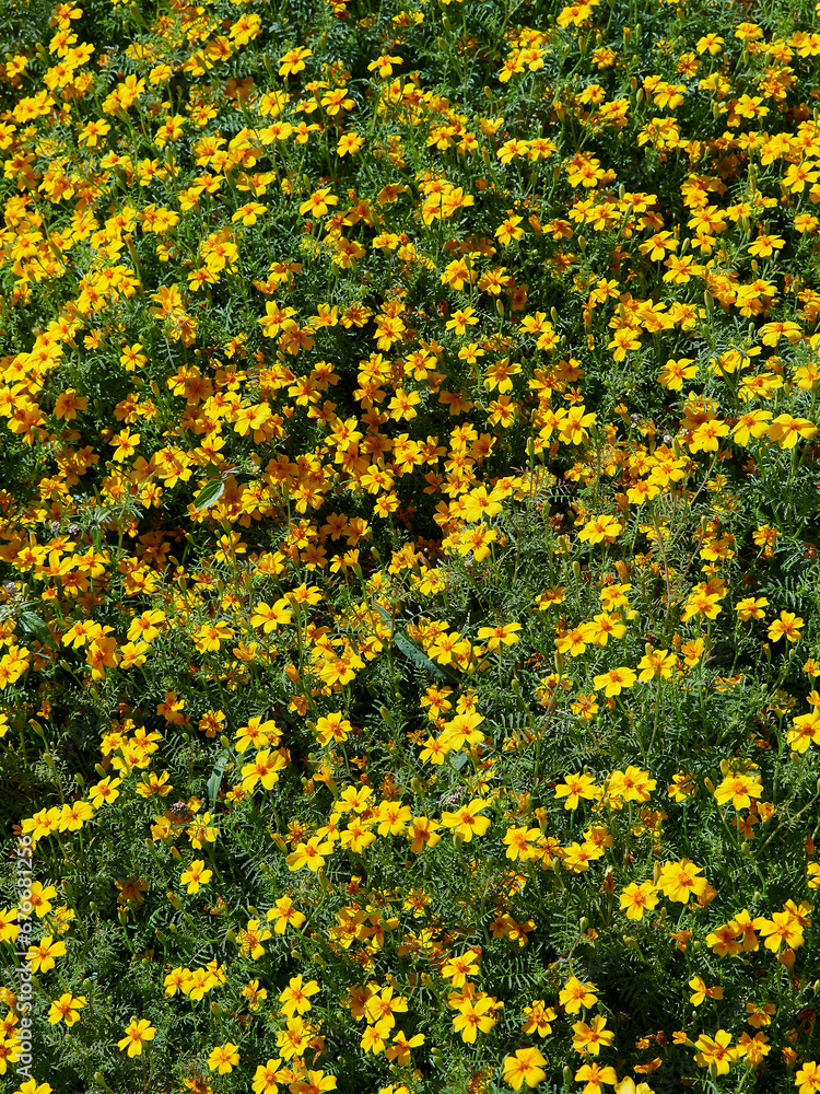 Obraz premium Carpet of flowers and green plants. Plant texture and background.