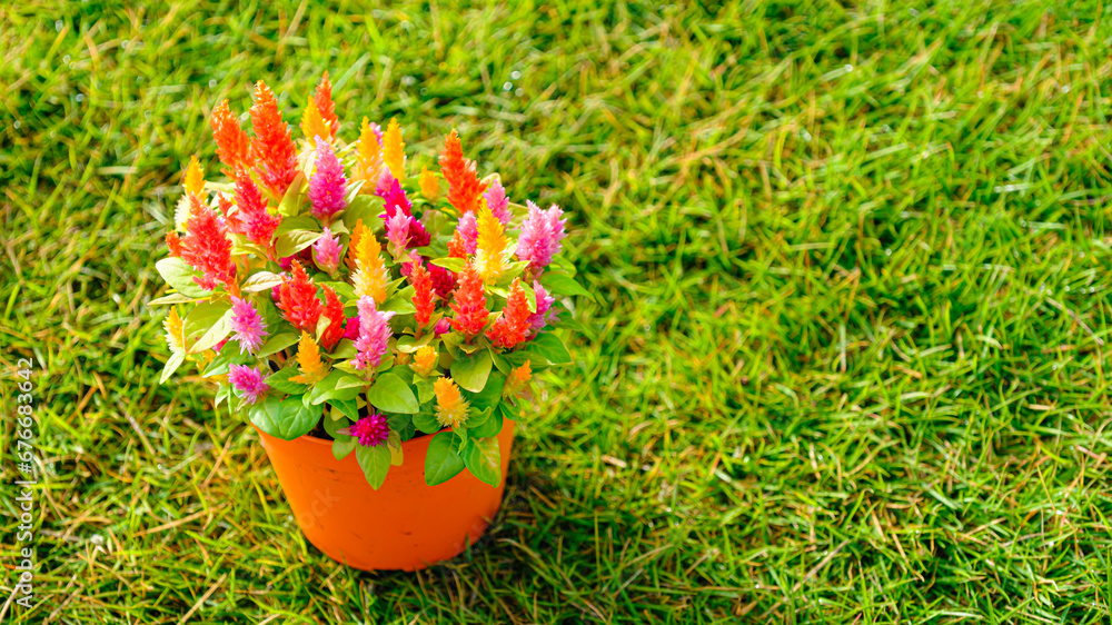 芝の上のケイトウ 芝の上のケイトウ
