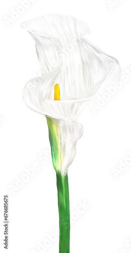 Hand drawing calla lily, white color, isolated