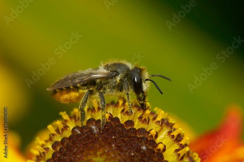 Closeup on a female Patchwork leafcutter bee, Megachile centuncularis, sitting on an orange Helenium flower photo