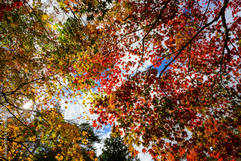 秋の森。紅葉が始まり赤・黄色・オレンジ・緑のグラデーションが広がる。