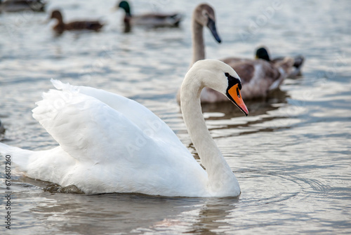 Swans swim in the lake 