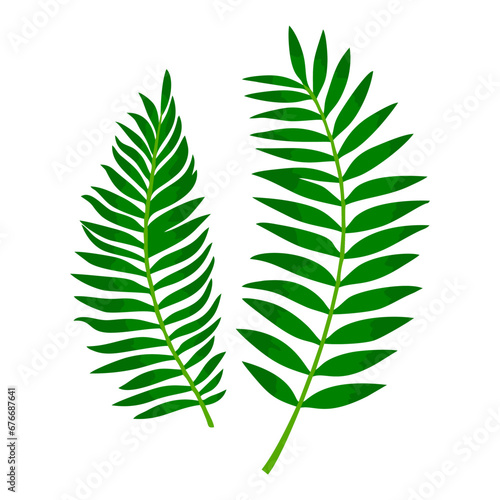 Tropical green leaves plant. Tropical exotic palm leaf jungle design nature isolated on white bacjground. Vector illustration