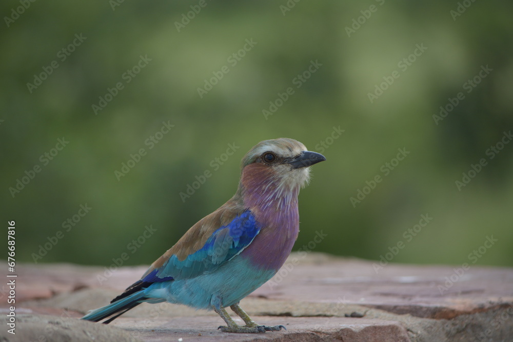 A pair of lilac-breasted roller birds sitting on a rock in the Kruger National Park South Africa.