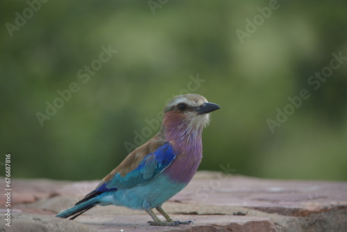 A pair of lilac-breasted roller birds sitting on a rock in the Kruger National Park South Africa.