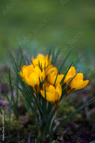 crocus - one of the first spring flowers in the garden