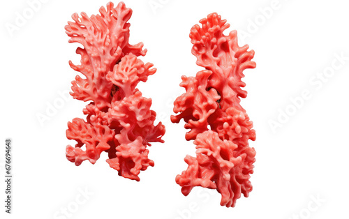 Realistic Coral Earrings Imagery on a Clear Surface or PNG Transparent Background.