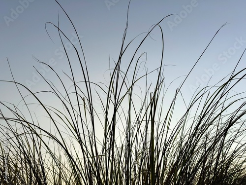 Beautiful scene of hay grasses with sky background