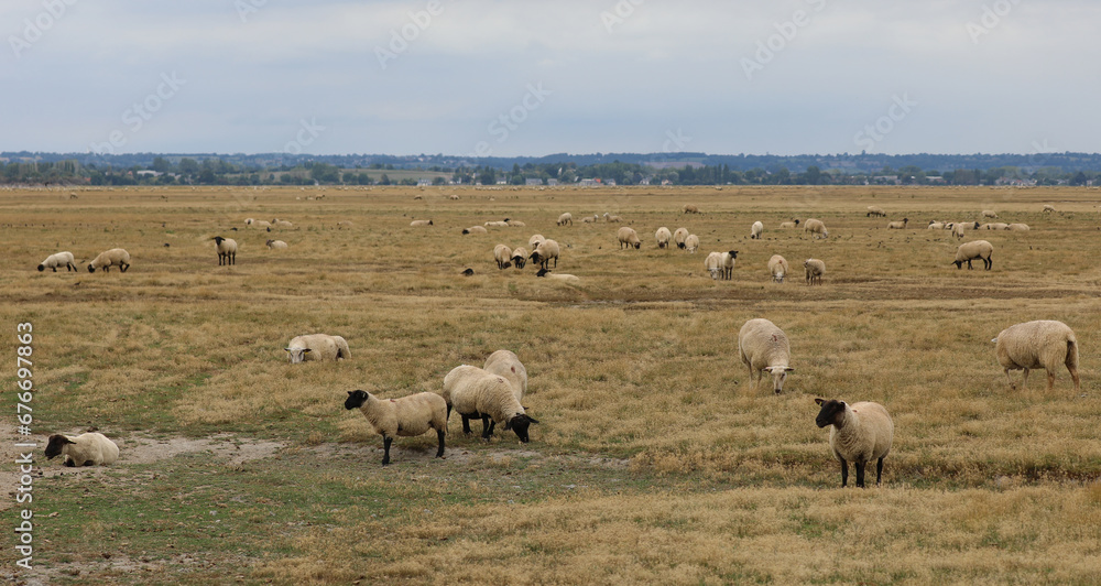 plain with flock of sheep and lambs grazing plain with flock of sheep and lambs grazing