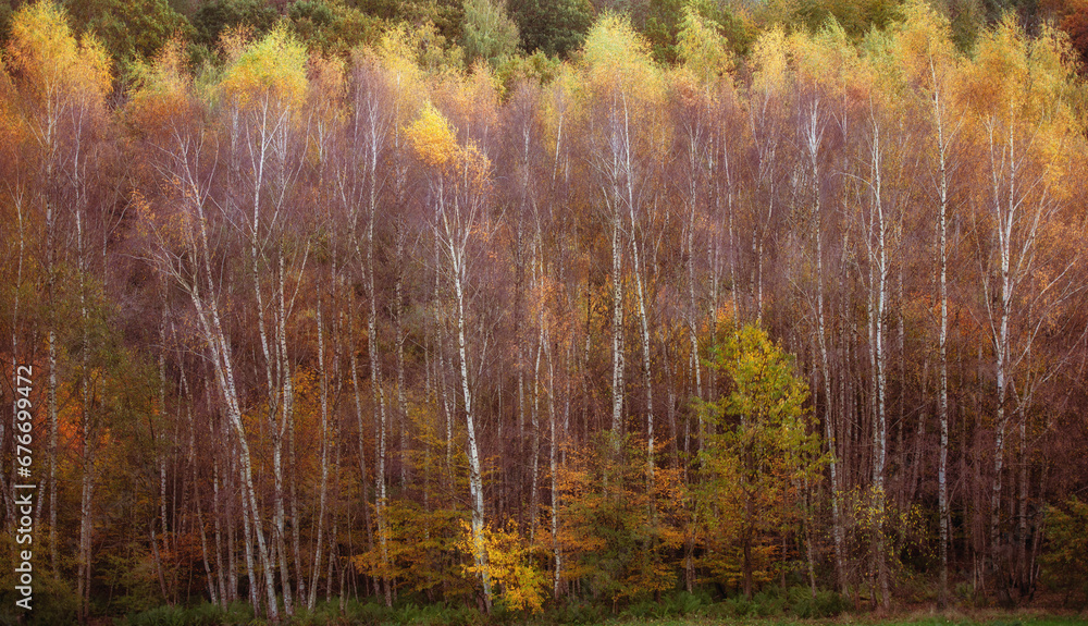 Fototapeta premium Autumn in the birch forest.