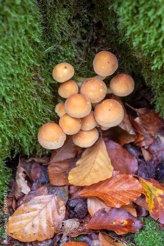 colony of mushrooms in the forest