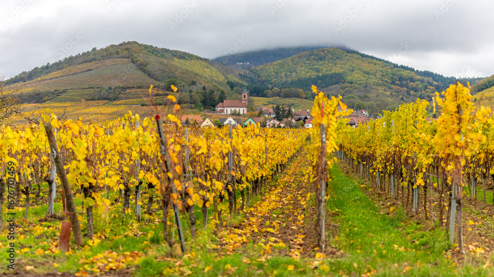 A beautiful colored vineyards in autumn in Alsace in France