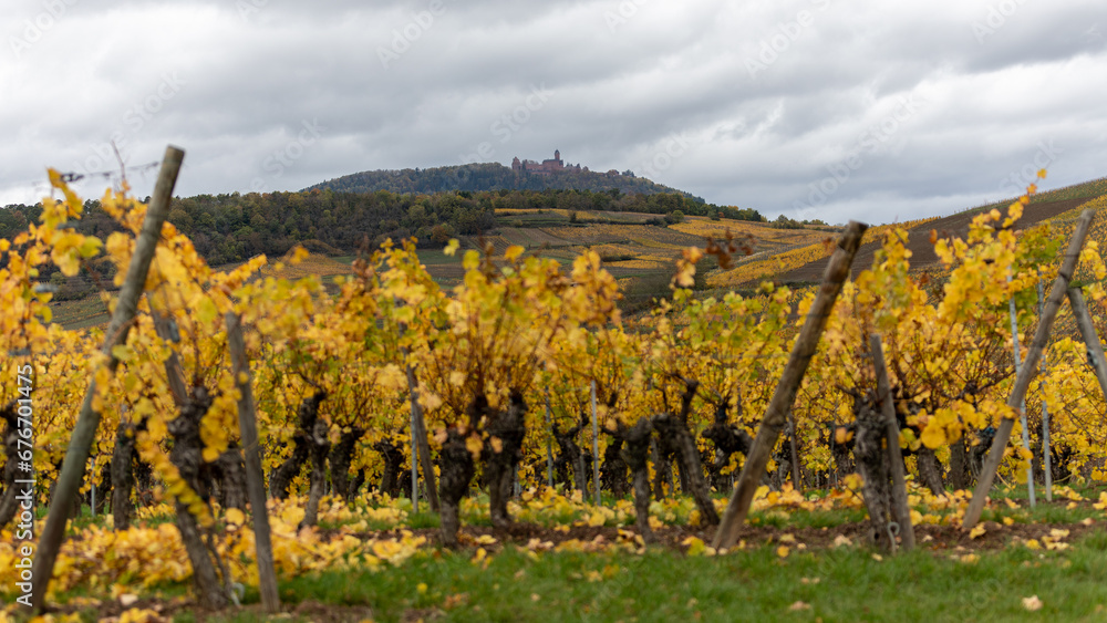 A beautiful colored vineyards in autumn in Alsace in France