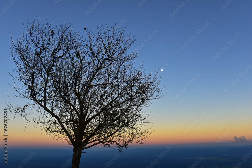 silhouette of tree witch sunrise. silhouette of tree witch sunrise.