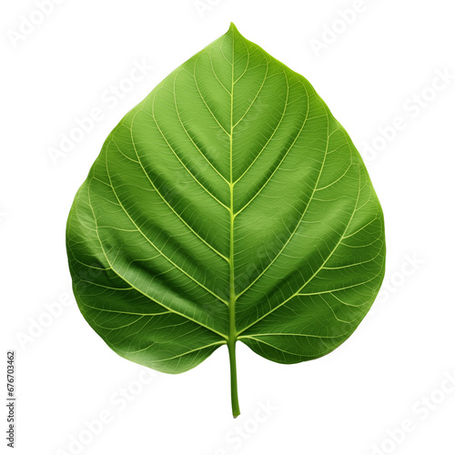 Green leaf isolated on white background