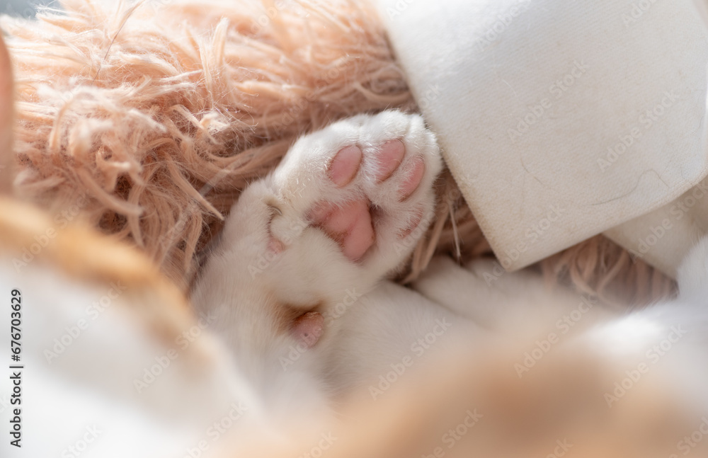 可愛い猫の足 茶トラ白 可愛い猫の足 茶トラ白