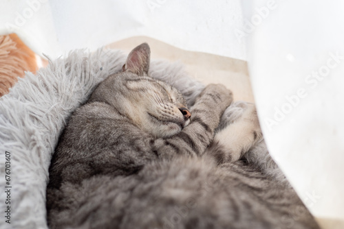 可愛い猫の寝顔 サバトラ猫