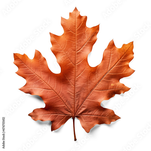 Close up on autumn oak leaf isolated on white background.