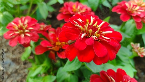 red dahlia flower in the garden. close up flower.