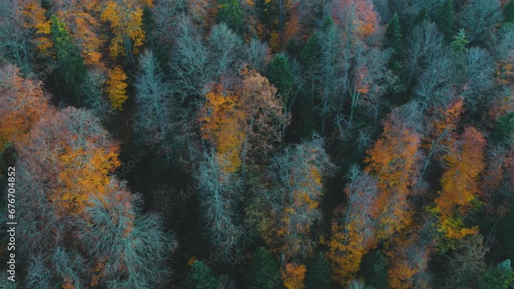 Autumn trees.Drone views autumn deciduous forest in yellow and orange colors from above. Forest with colorful leaves on a calm autumn day. Autumn trees.Drone views autumn deciduous forest in yellow and orange colors from above. Forest with colorful leaves on a calm autumn day.