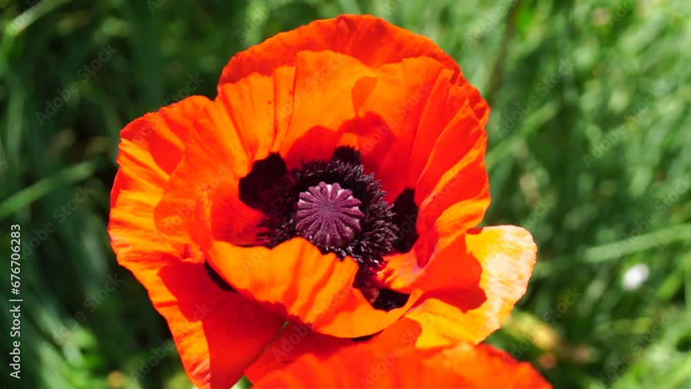 Red Poppy Flower Head close up of petal. Poppies in the meadow wild poppy field, swinging by wind. Macro. Close-up of blossoming poppies. Glade of red poppies. Soft focus blur. Papaver sp. Red Poppy Flower Head close up of petal. Poppies in the meadow wild poppy field, swinging by wind. Macro. Close-up of blossoming poppies. Glade of red poppies. Soft focus blur. Papaver sp.