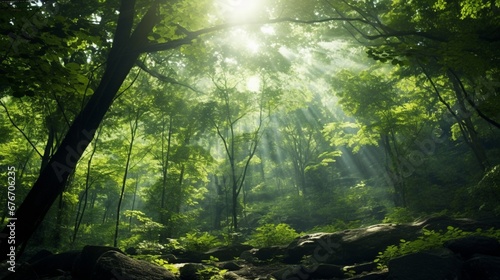 Ethereal Light Through Forest Canopy