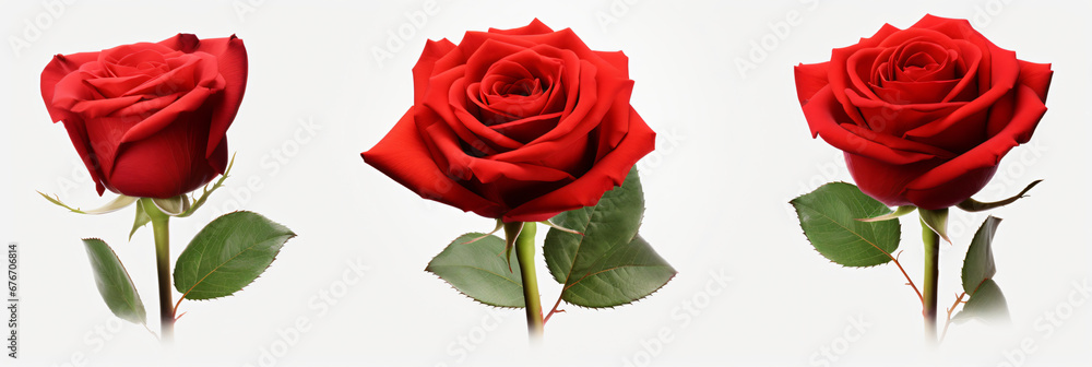 Collection of three red rose flower isolated over a white background