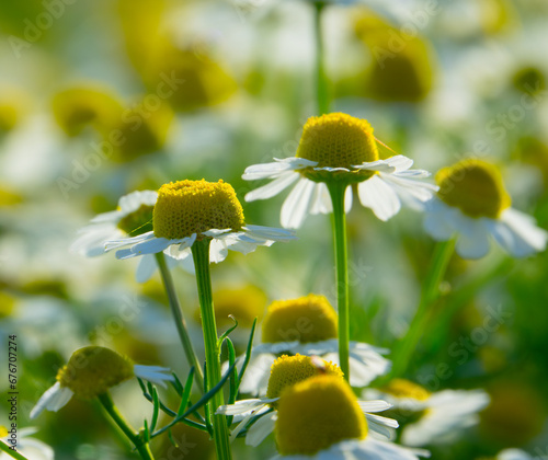 Medical chamomile in the field