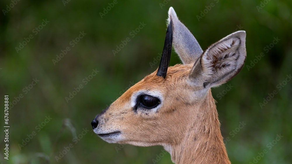 A Steenbuck ram close up A Steenbuck ram close up