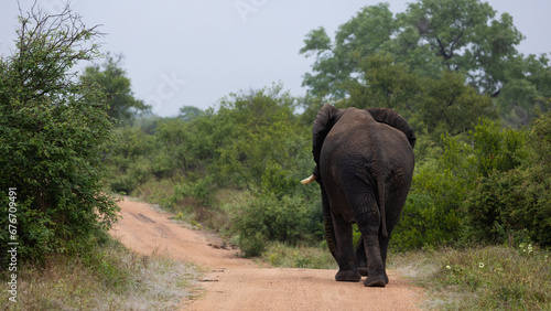 African elephant bull walking away on the gravel road