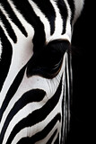 Mammal africa wild white wildlife zebra black animal nature safari african pattern stripes