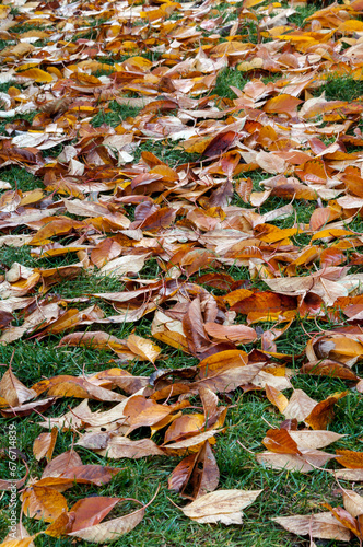 Autumn leaves on the lawn