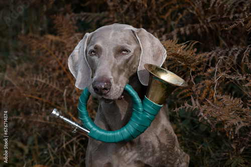 Weimaraner mit Jagdhorn