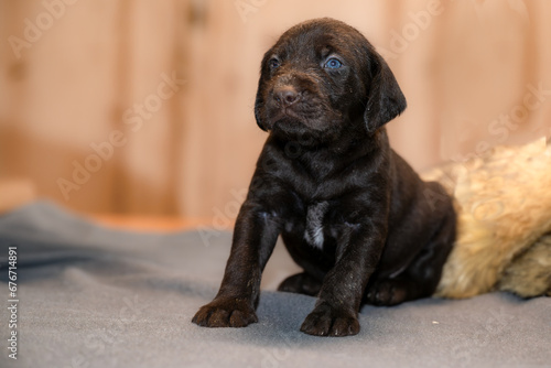 Deutsch Drahthaar - Welpen