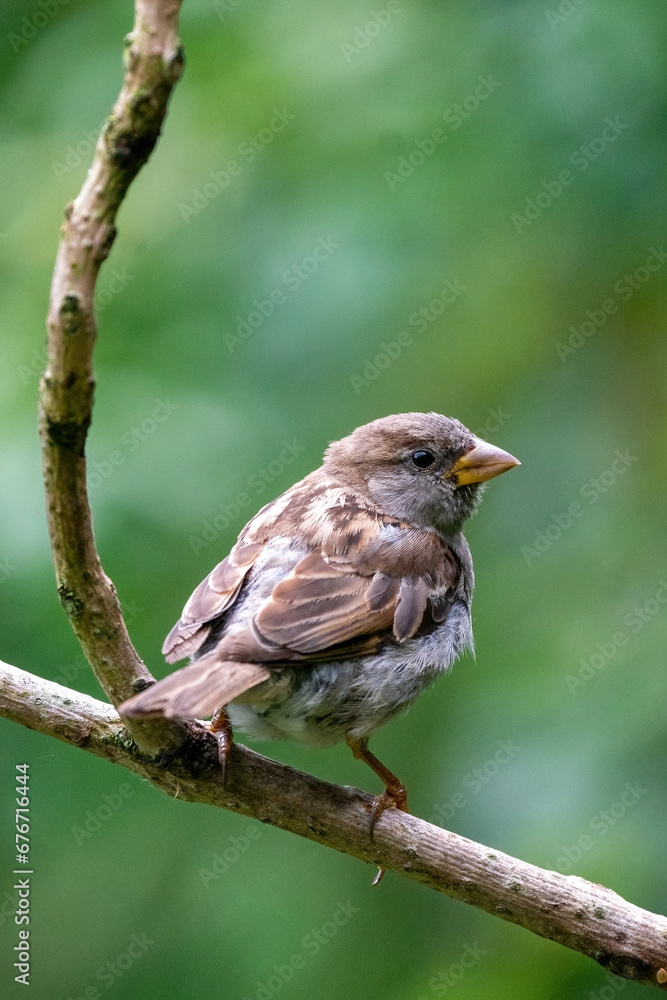 A selective focus shot of a sparrow sitting on a thick branch, birds in the wild, forest, look orange, green.