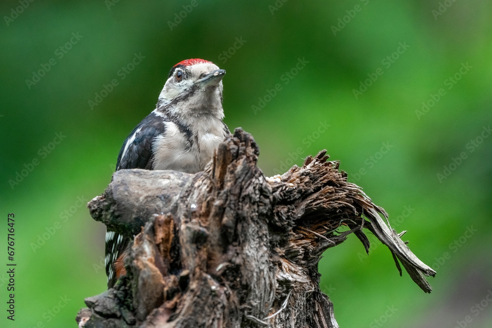 Great woodpecker Dendrocopos major, male of this large bird sitting on tree stump,green diffuse background,