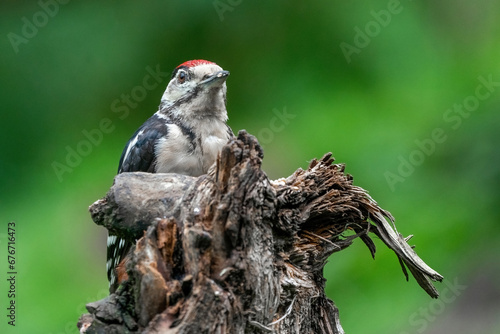 Obraz na płótnie Great woodpecker Dendrocopos major, male of this large bird sitting on tree stump,green diffuse background, w salonie