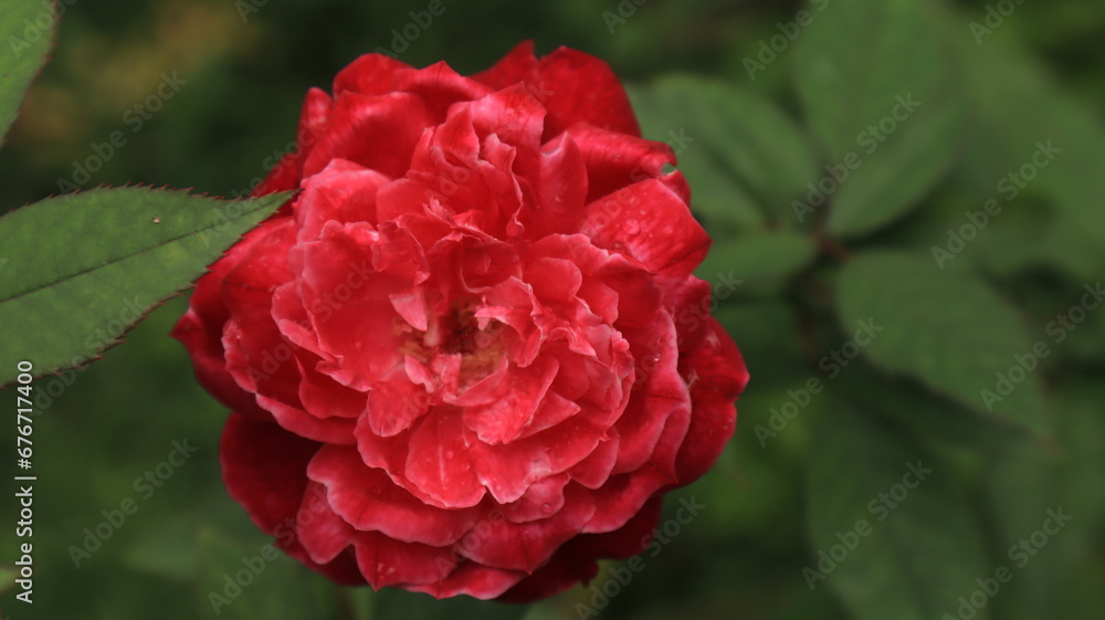 Redrose with perfect bloom in the garden Redrose with perfect bloom in the garden