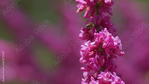 Bees Harvesting Pollen From Pink Judas-Tree. European Cercis Or European Scarlet. Close up. photo