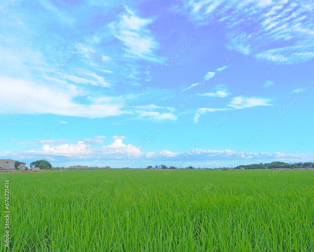 水田の風景