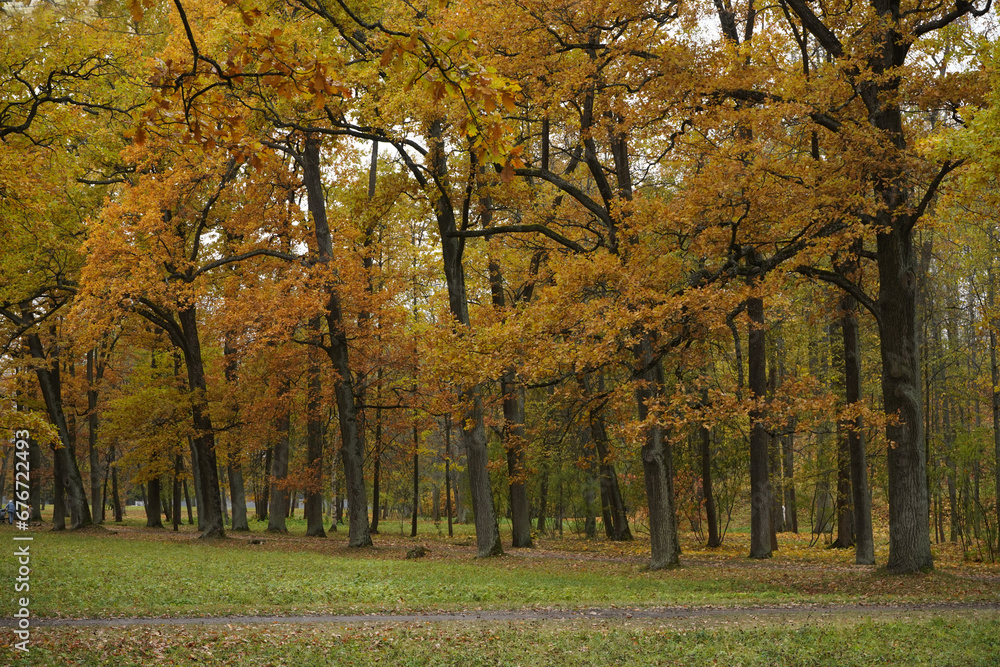 View  on the park with yellow trees.