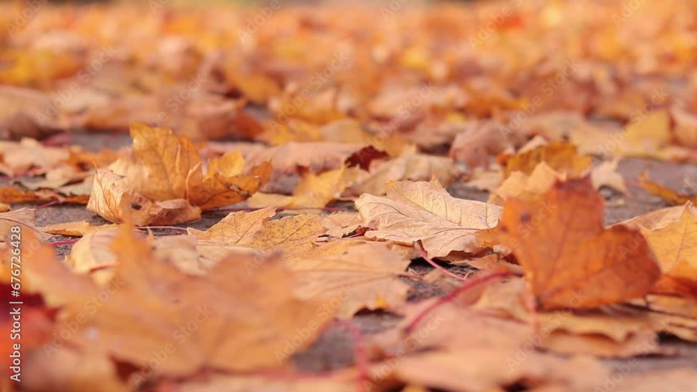 Autumn bright yellow leaves on the grass, selective focus. Autumn weather, fallen leaves close-up. Autumn landscape in the park, blurred background. Falling leaves Autumn bright yellow leaves on the grass, selective focus. Autumn weather, fallen leaves close-up. Autumn landscape in the park, blurred background. Falling leaves