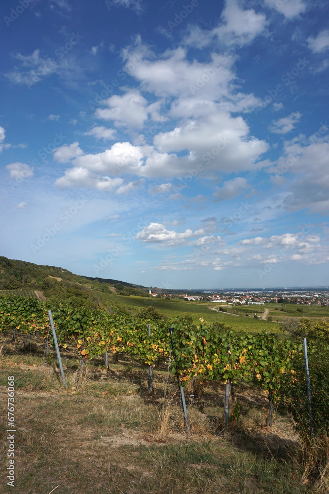 View from the vineyards to Gumpoldskirchen     