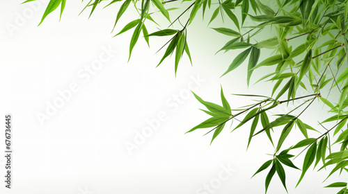 Green bamboo leaves on isolated background